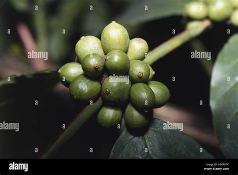 Botany Rubiaceae Arabian Coffee Coffea Arabica Nana Stock Photo