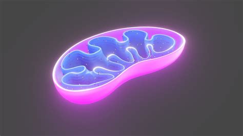 How To Improve Your Mitochondrial Health — Do It At Your Desk