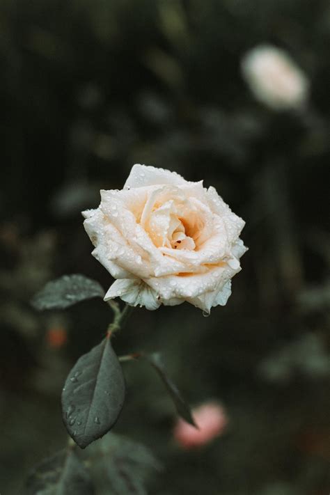 Funeral Directors | Funeral Services | Southampton | Waters & Sons