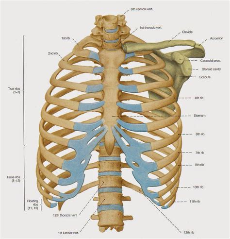 Floating ribs are the lower ribs that lack attachment to the breast bone. Anatomy MCQs (Thorax)-12 Questions ~ Dentistry and Medicine