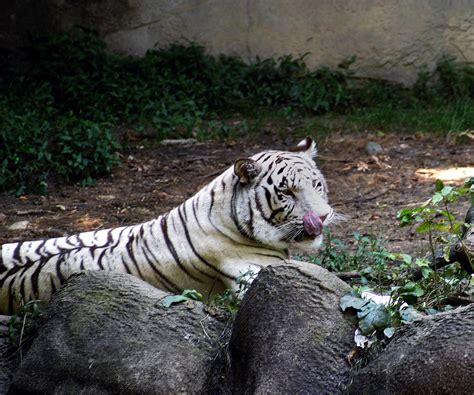 Filewhite Tiger 001 Wikimedia Commons