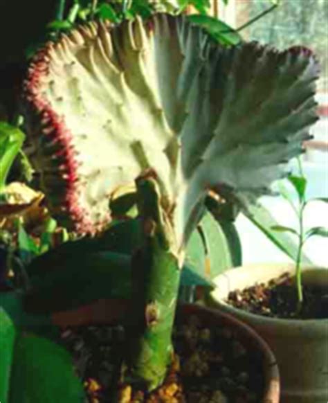 Give an old man cactus as much light as you can provide in your home. How to Care for Coral Cactus: Grafted Euphorbia lactea ...