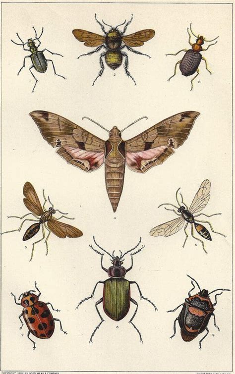 Antique Insects Print Moth Bumblebee Beetle Fly Wasp Bugs Entomology