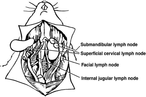 Cervical Lymph Nodes Of The Head Neck Region Figure Modified From