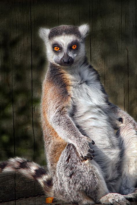 The Hypnotist Photograph By Fiona Messenger Fine Art America