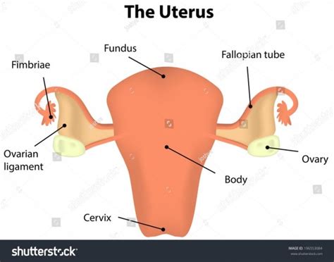 Diagram Of Uterus