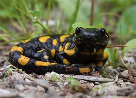 The Fascinating Salamander Dream Meaning Unraveling The Symbolism