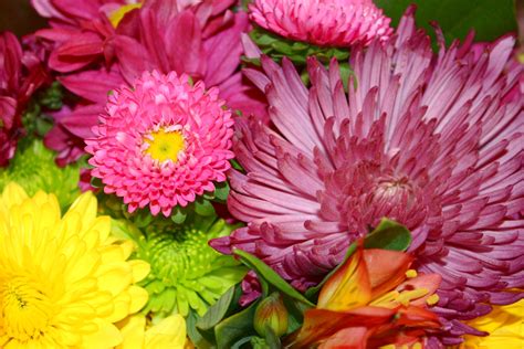 Colorful Flowers And Mums Bouquet Close Up Picture Free Photograph