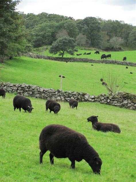 Black Welsh Mountain Pet Sheep Rare Breeds Natural Carpet Sheep And