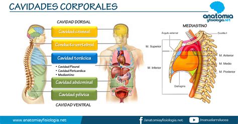 Anatomía Y Fisiología Cavidades Corporales