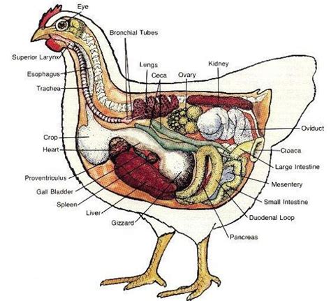 Prolapse Vent In Chickens Causes And Treatment Graphic Photos The Chicken Chick®