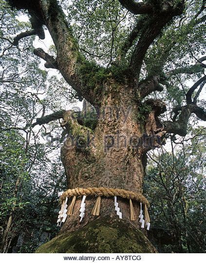 1300 Year Old Giant Camphor Tree In The Grounds Of Atsuta Jingu Shinto