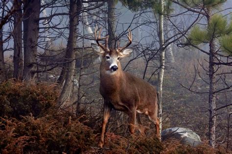 Staging Area Secrets For Hunting Mature Whitetail Bucks