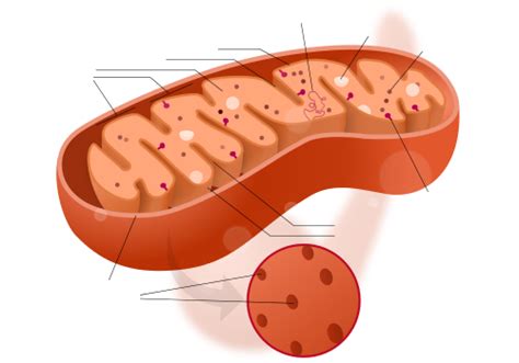 Primary function of mitochondria is to produce energy.it act as the power house of cell.it is common in every every eukaryotic cell. Mitochondria; Mitochondrial Contraction