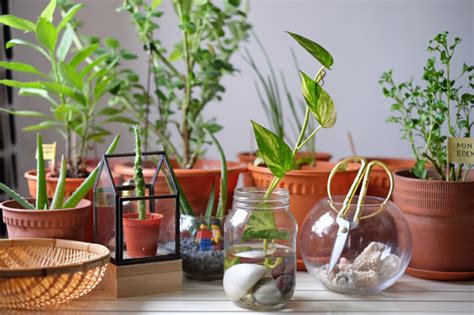 How to grow money plant in water | money plant in waste plastic bottle | money plant | reuse plastic bottle gardening//green plantsmaking a self watering pla. DIY: Money plant in glass bottle - JewelPie