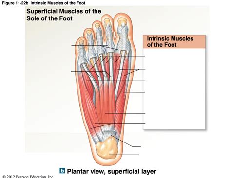 Aandp Diagram 1122b Intrinsic Muscles Of The Foot Diagram Quizlet