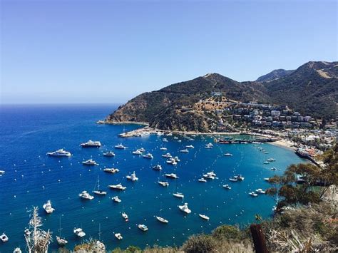 Catalina Island Day Trip From Lax Area Hotels With Discover Avalon