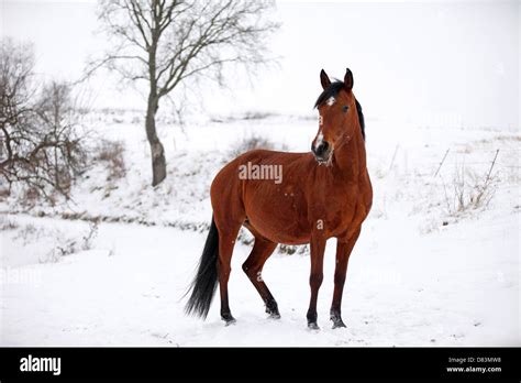 Pregnant Horse Mare Hi Res Stock Photography And Images Alamy