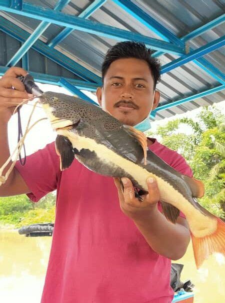 Ikan baung ekor merah terlepas masuk Sungai Perak - Kosmo Digital