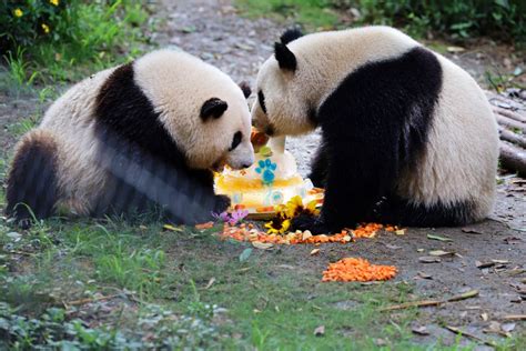 Congratulations Giant Panda Menglan Is 8 Years Old
