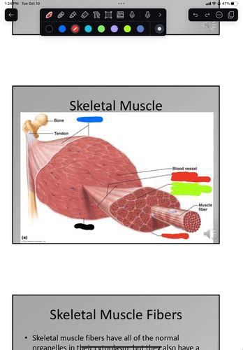 Muscular System Flashcards Quizlet