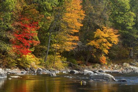 Bright Reflections Of Fall Foliage On The Farmington River Conn Stock