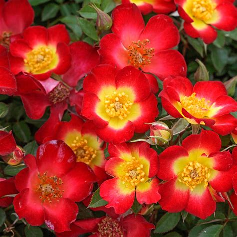 Ground Cover Rose Roses At