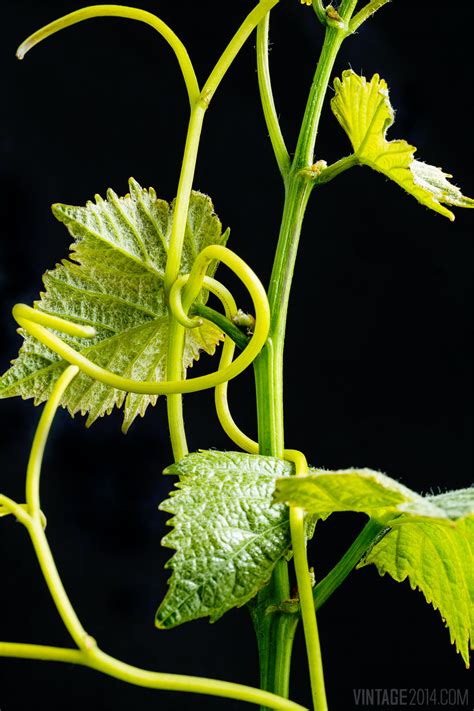 Up Close Grape Vine Tendrils