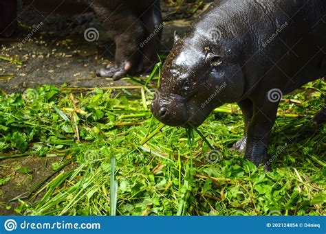 Baby Hippopotamus Eating Green Grass Stock Photo Image Of Carnivore