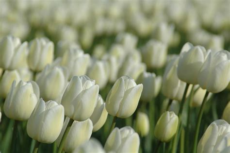 White Tulips Free Photo Download Freeimages