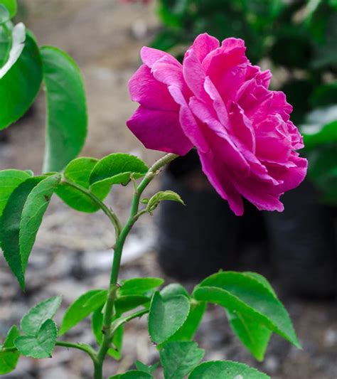 Pink Rose Flower Images Buy Rose Baby Pink Plant Online India At