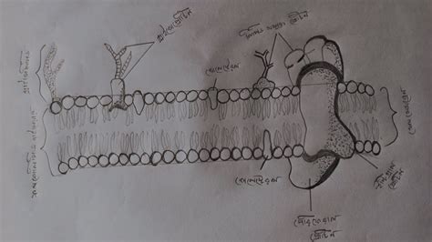 How To Draw Cell Membrane Fluid Mosaic Model Of Plasma Membrane In