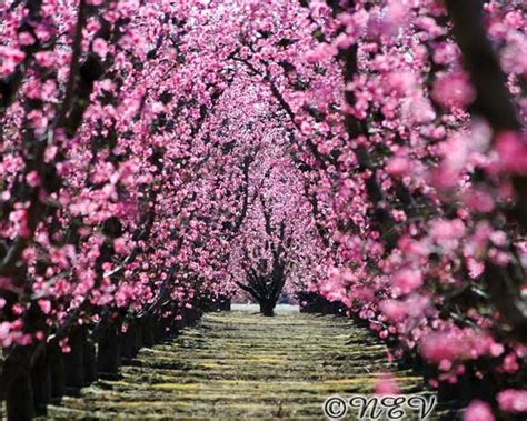 Pink Flower Photography Orchard Tree Photo Spring Peach Tree