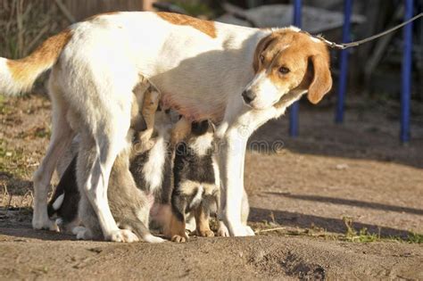 Hound Dog Puppies Feeding Stock Image Image Of Canine 46236385
