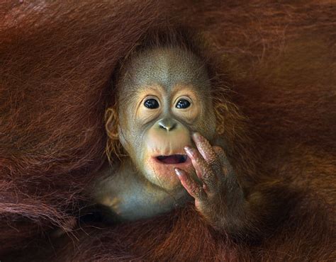 Female Orangutans Will Only Give Birth Once Every Eight Years Ð The
