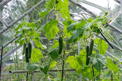 How To Grow Cucumbers In A Greenhouse Plantura