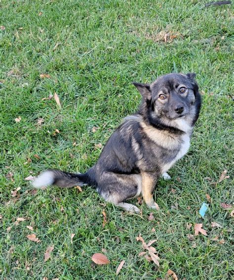 Adopt Missy Today - Pets TheCountyOffice