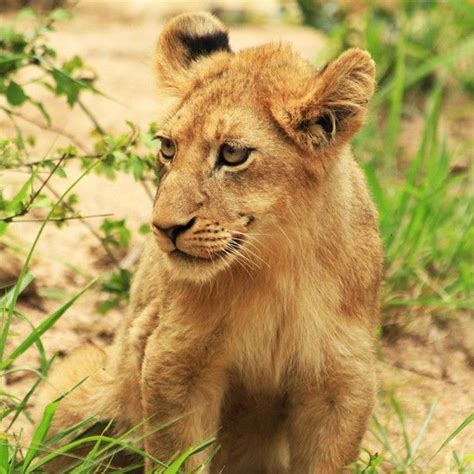 163 Best Images About Africa Lion Cub On Pinterest