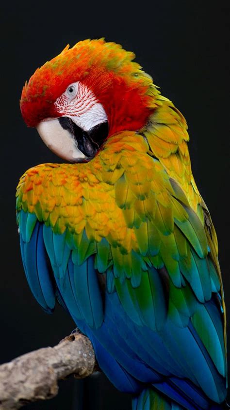 Macaw Parrot An Immersive Guide By The Pet Supply Guy