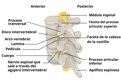 O Que é Pedículos íntegros