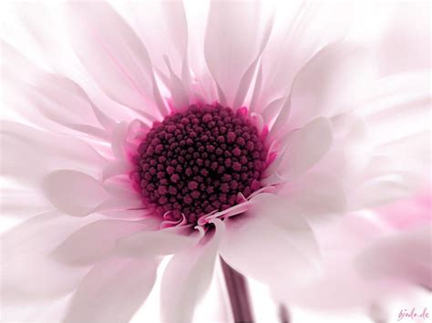 Pink Floral Wallpapers Wallpaper Cave