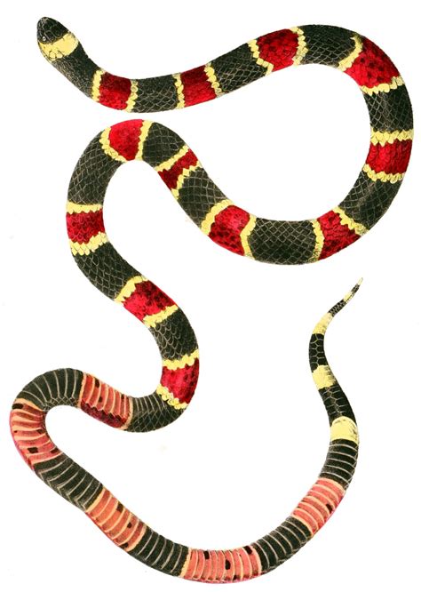 Eastern Coral Snake Drawing Free Image Download