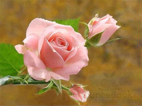 72 Best Pink Roses The Most Beautiful Flower In The World Images On