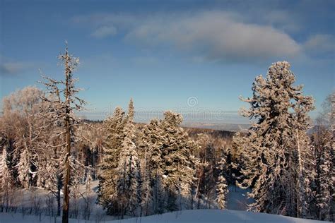 Impassable Snow Covered Siberian Taiga Stock Image Image Of Winter