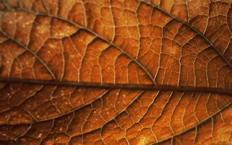 Autumn Leaf Background Mac Wallpaper Download Allmacwallpaper