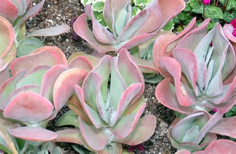 Do Succulents Like Full Sun And 15 Full Sun Succulents You Should Get