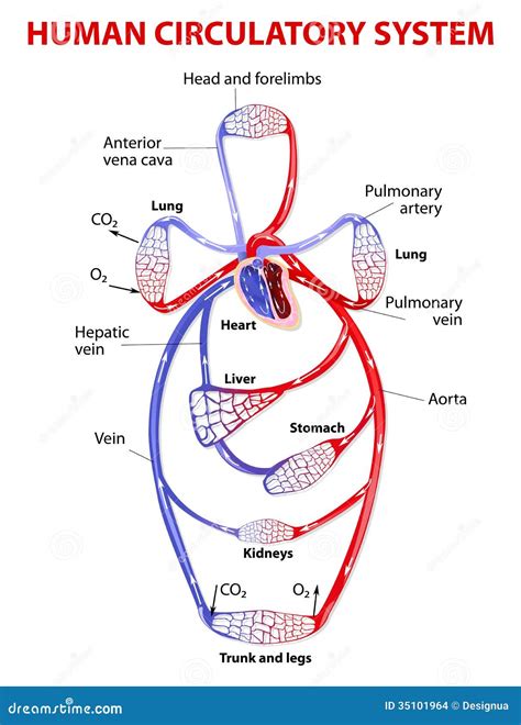 Sistema Circulatorio Doble Ilustración Del Vector Ilustración De