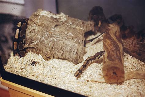 Some may shed three or four times each year, while others may only shed once or twice in a calendar year. Havana Burrows | My Pet Python