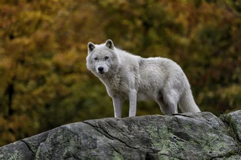 Find the best free stock images about wolf wallpaper. Arctic Wolf Wallpaper (67+ pictures)