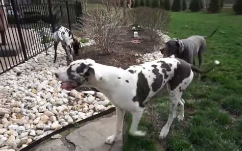 The Gentle Giant The Great Dane Breed Profile Furry Minds